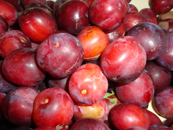 Peter and Fi's Plum Harvest